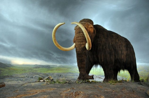 kematian mammoth jantan