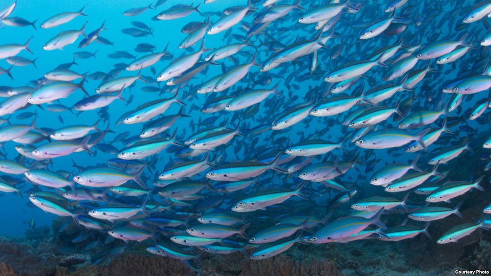 kepentingan ikan untuk bumi