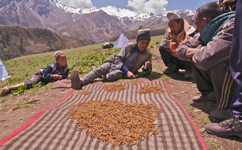 keringkan ubat kuat nepal