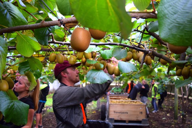 kerja di ladang di new zealand 2