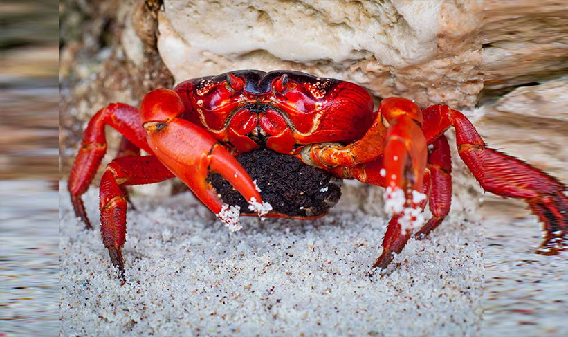 ketam merah betina memeram telurnya