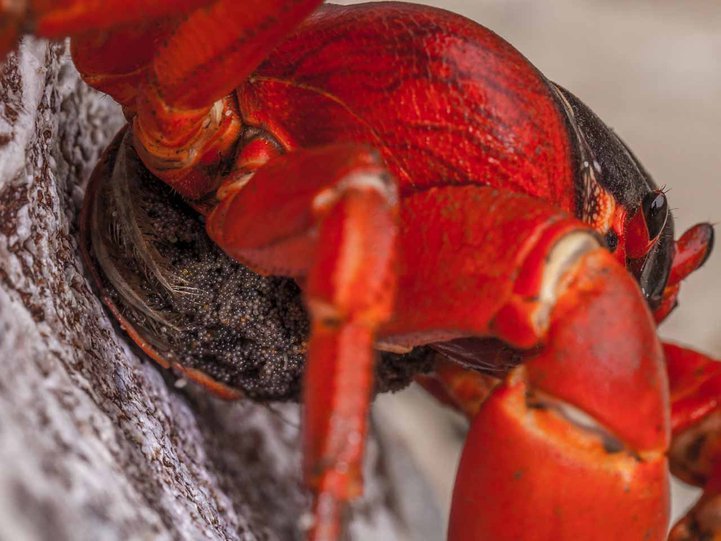 ketam merah betina