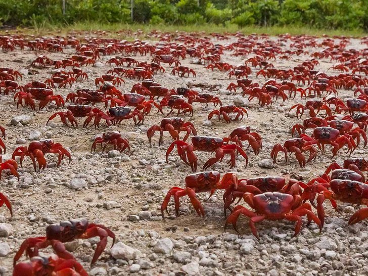 ketam merah dari dekat 99