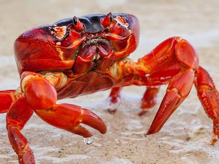 ketam merah jantan