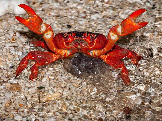 ketam merah