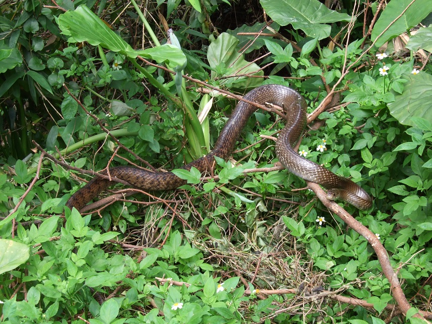 king ratsnake