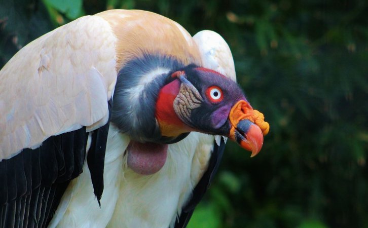 king vulture burung paling menakutkan