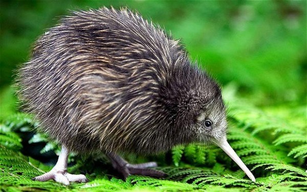 kiwi