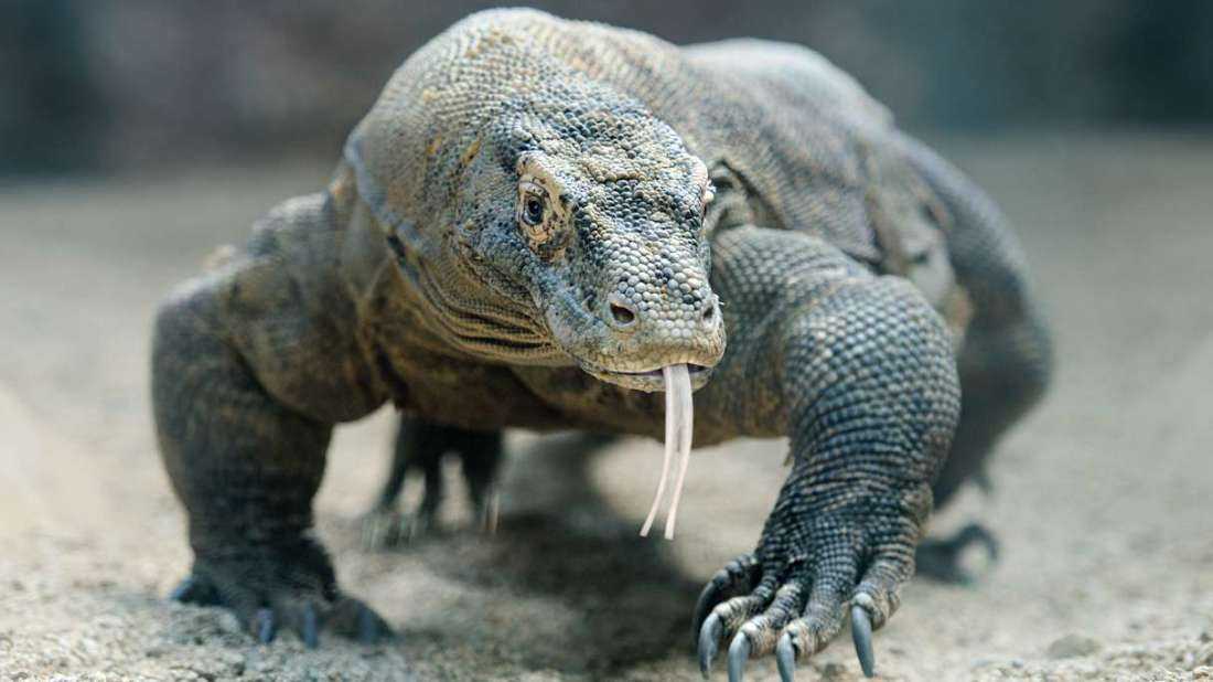 komodo