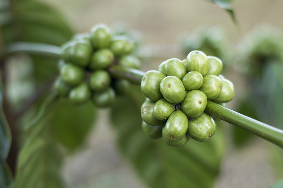 kopi hijau asli