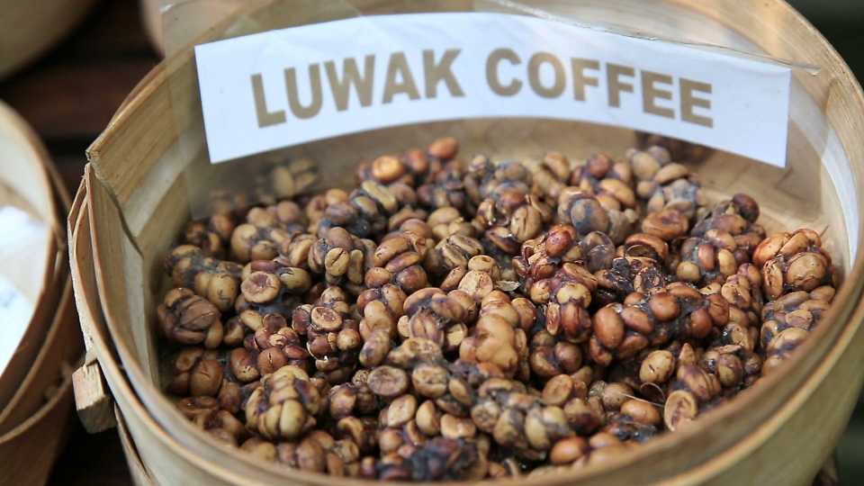 kopi luwak