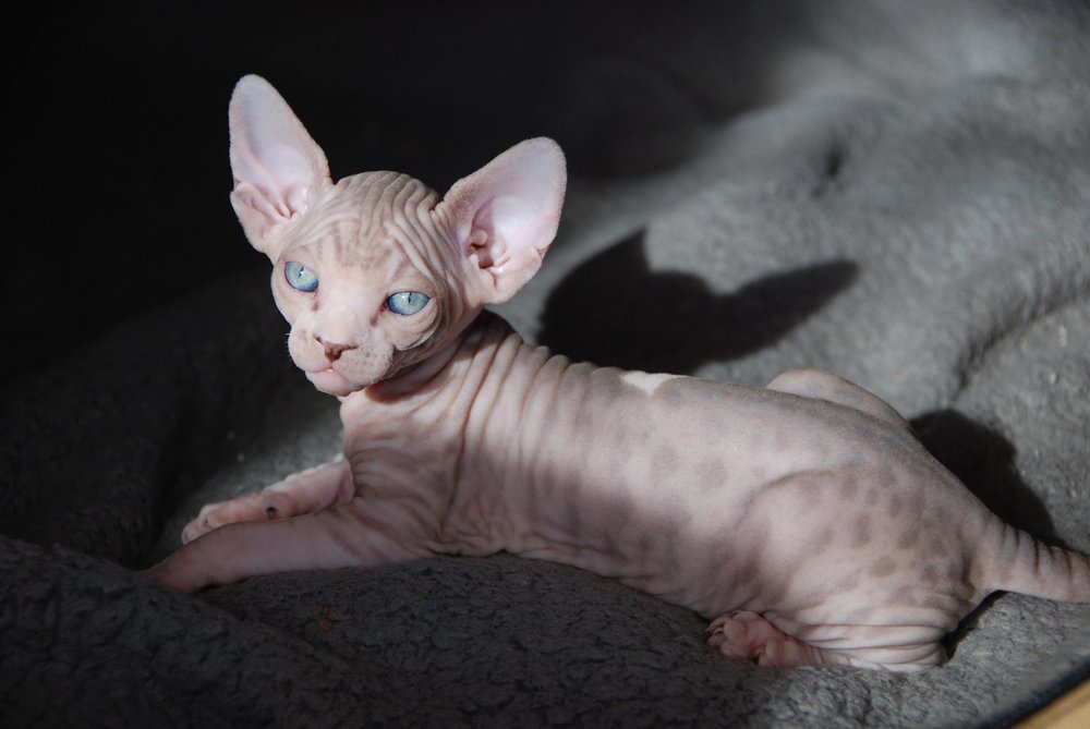 kos penjagaan kucing sphynx yang tinggi