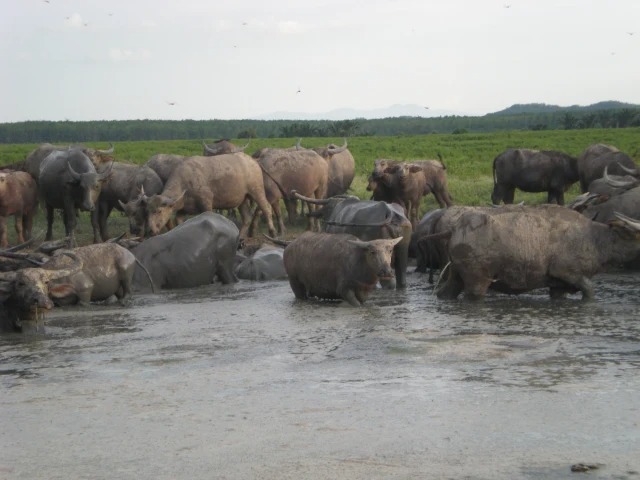 kubang makna perkataan