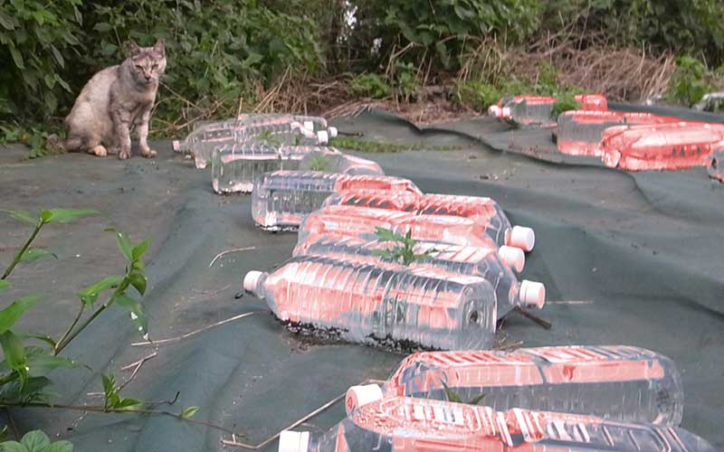 kucing botol merah halau