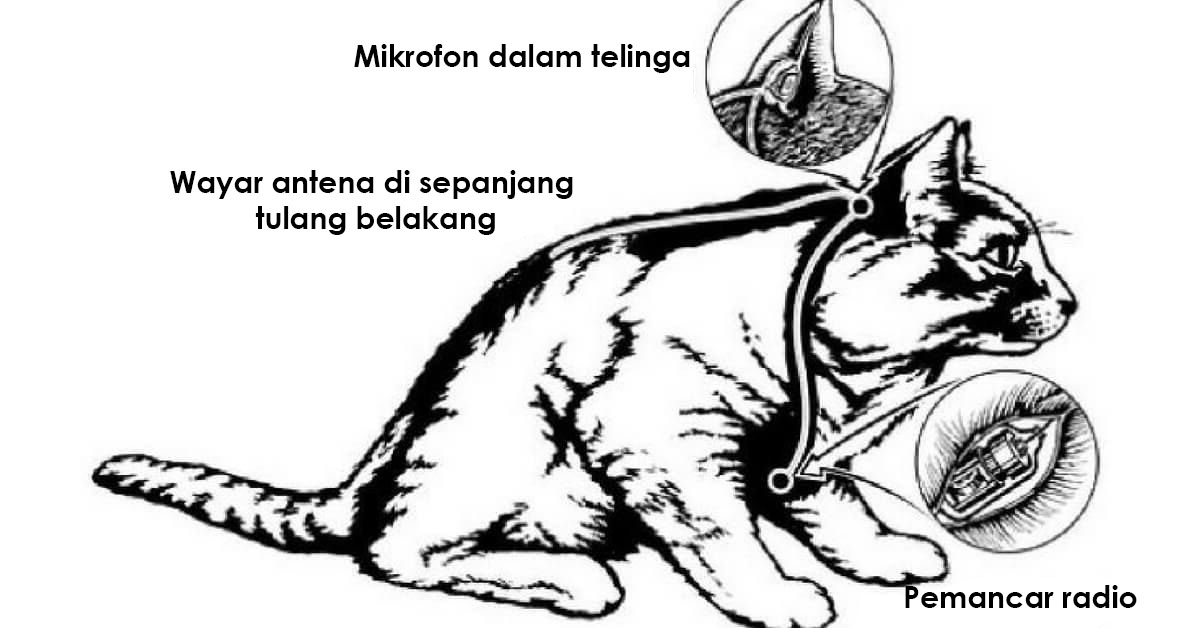 kucing dipasangkan perakam dan penghantar radio dalam projek acoustic kitty 778