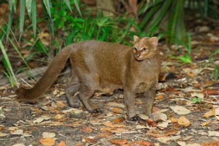 kucing jaguarundi