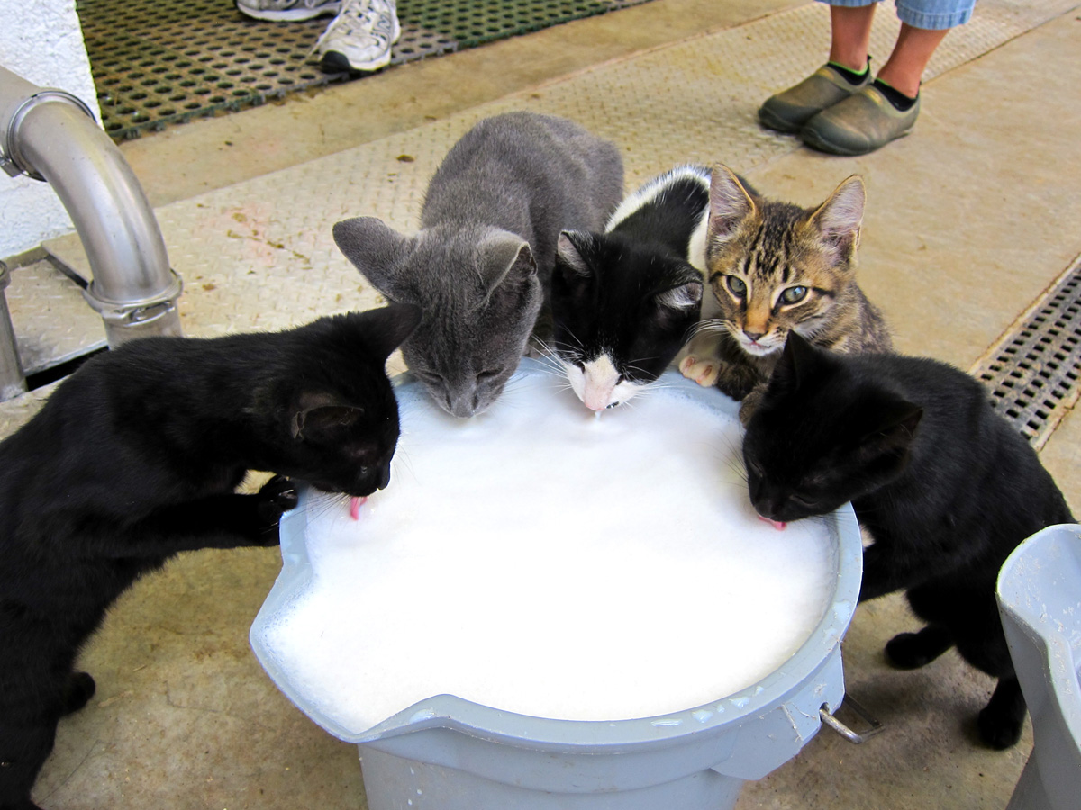 kucing minum susu berjemaah