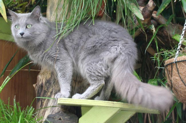 kucing nebelung baka tercantik dalam dunia