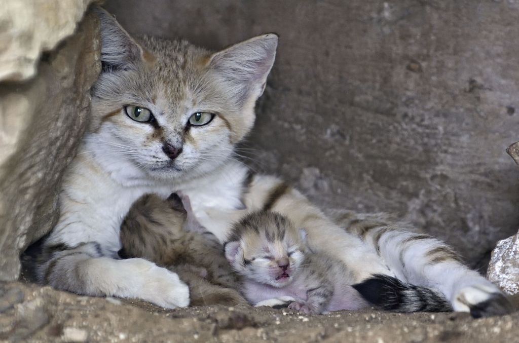 kucing pasir dan anak