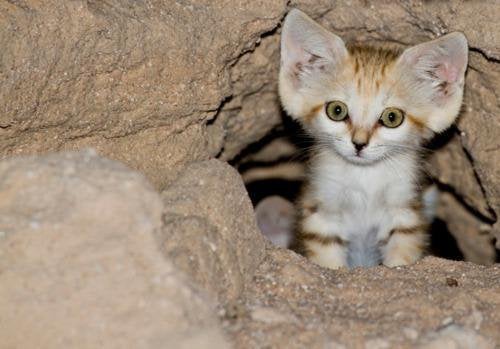 kucing pasir miliki telinga besar