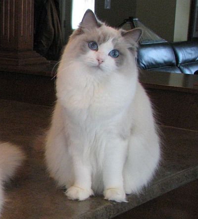 kucing ragdoll baka tercantik dalam dunia