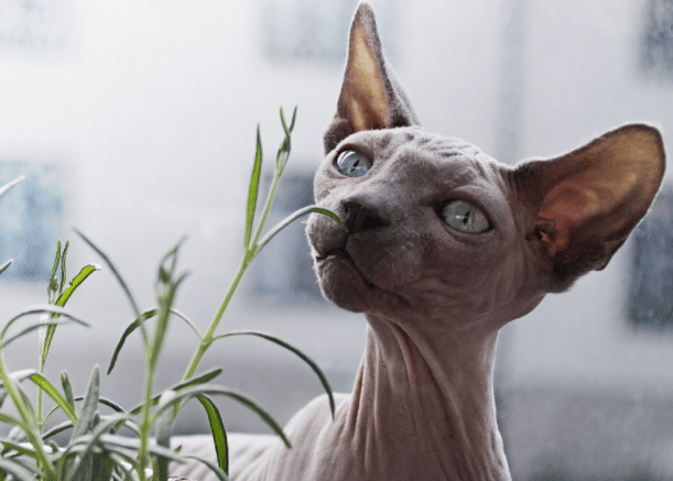 kucing sphynx 2