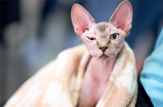 kucing sphynx harus kerap mandi