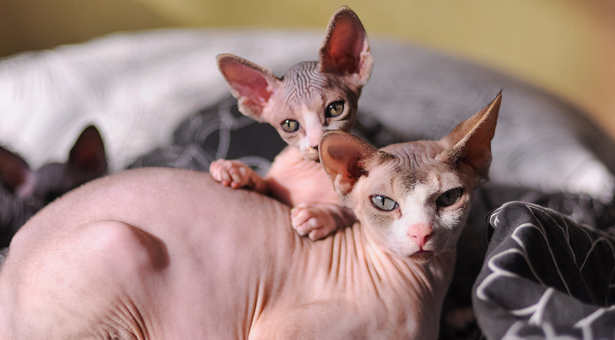 kucing sphynx sosial