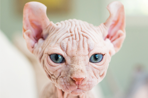 kucing sphynx