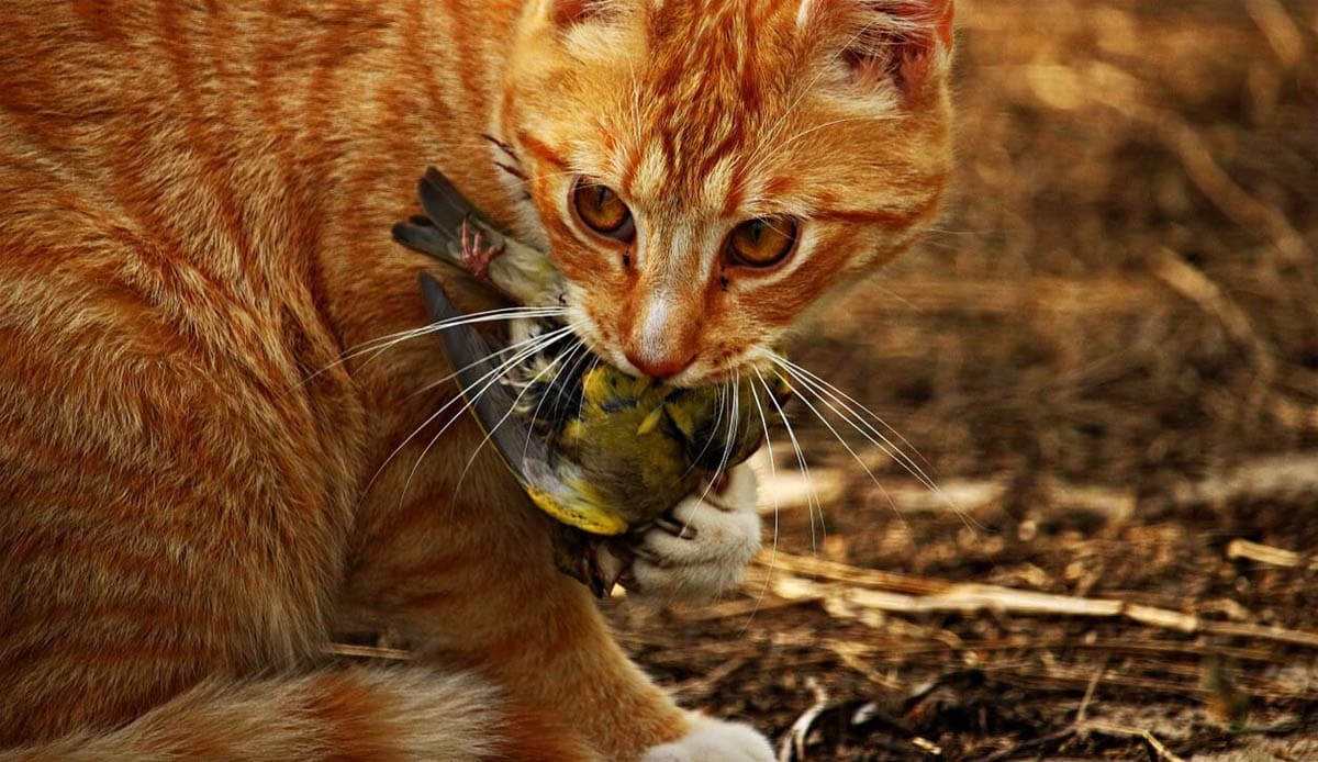 kucing tangkap burung