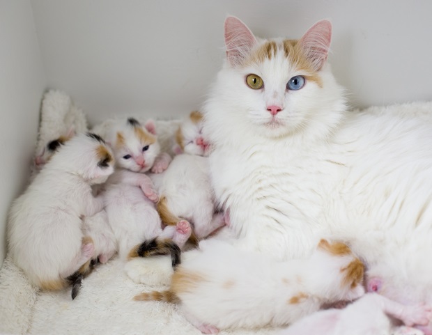 kucingturkish van baka tercantik dalam dunia