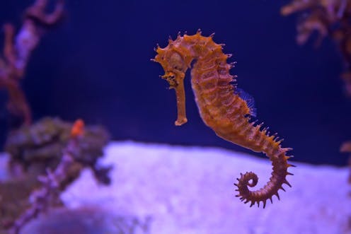 kuda laut jantan melahirkan anak