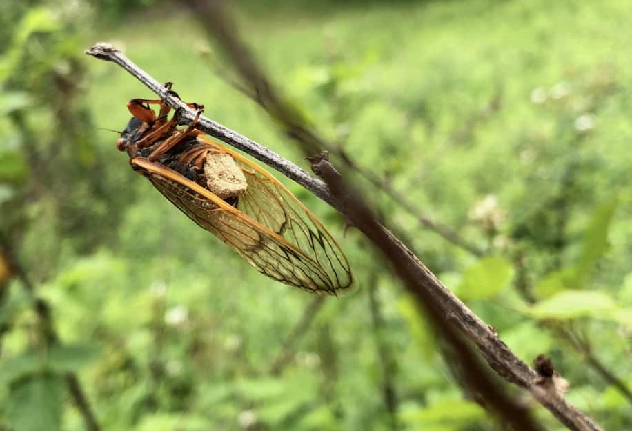 kulat massospora cicadina