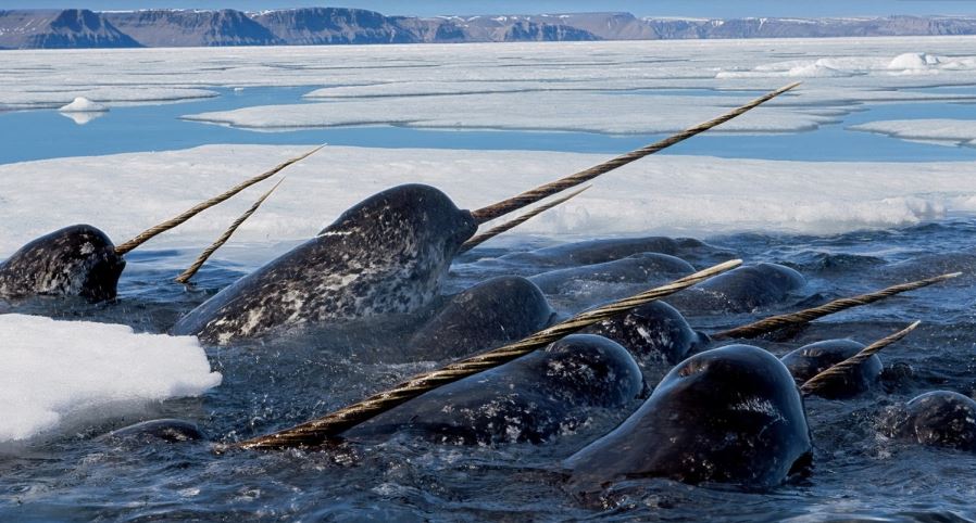 kulit narwhal kaya vitamin c