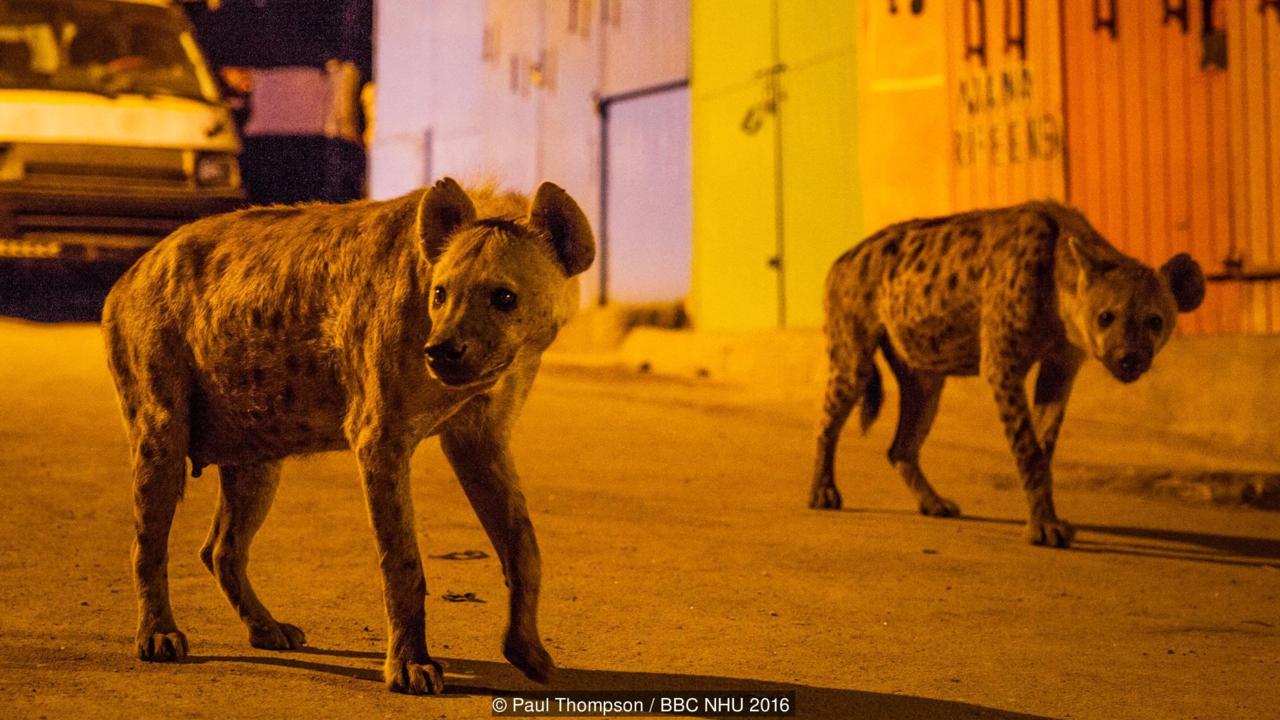 kumpulan dubuk berkeliaran di bandar harar seperti anjing jinak