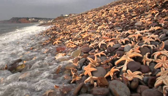 kumpulan tapak sulaiman di pantai