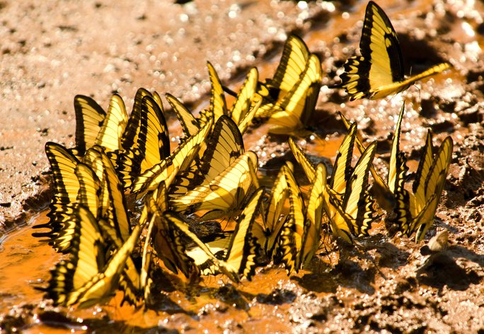 kupu kupu melakukan mud puddling