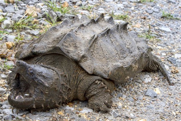 kura kura alligator snapping