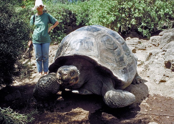 kura kura galapagos gergasi