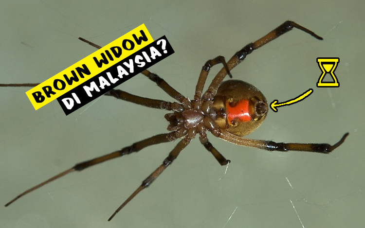 labah labah janda coklat brown widow malaysia