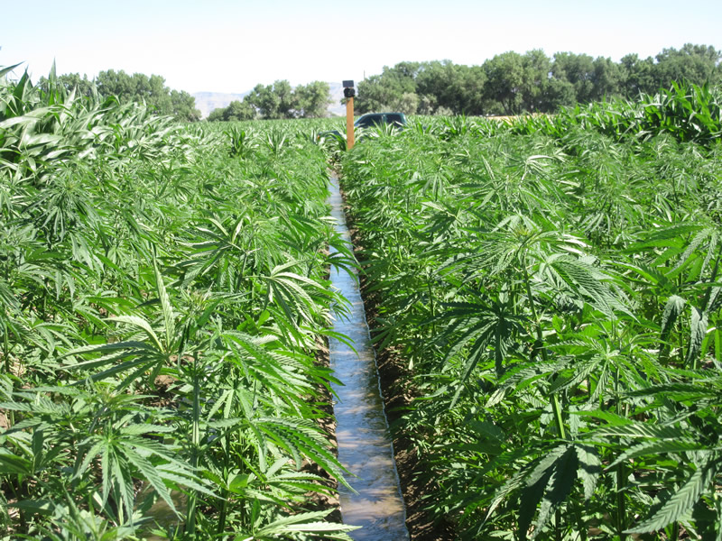 ladang ganja hemp