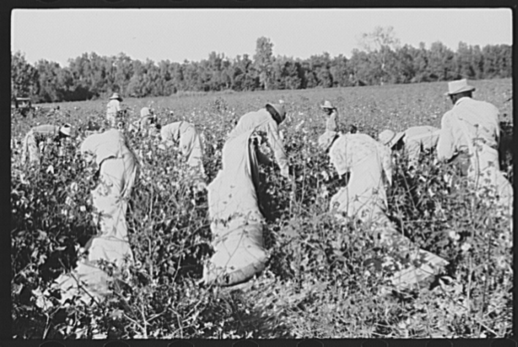 ladang kapas