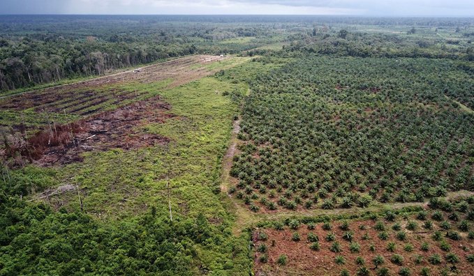 ladang kelapa sawit di indonesia