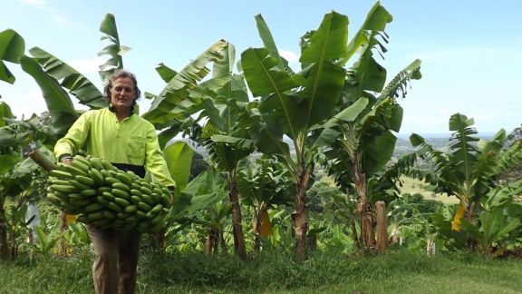 ladang pisang