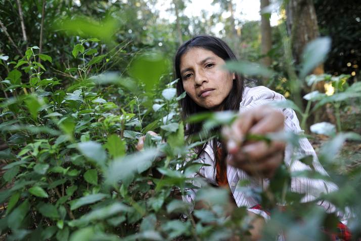 ladang stevia pemanis alternatif