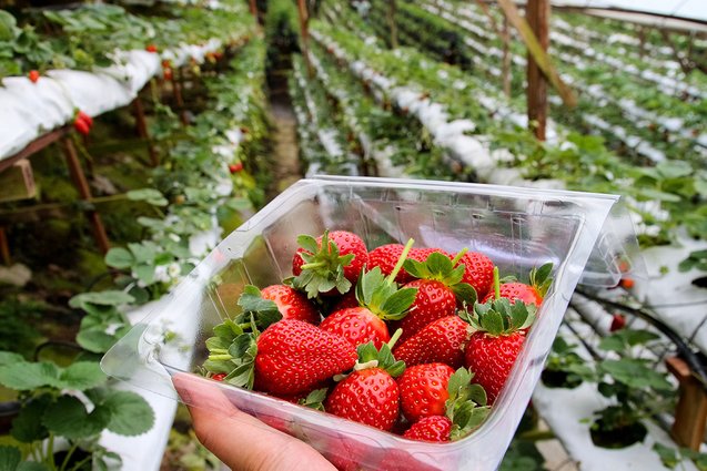 ladang strawberi cameron highland