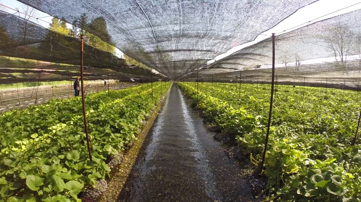 ladang wasabi di jepun