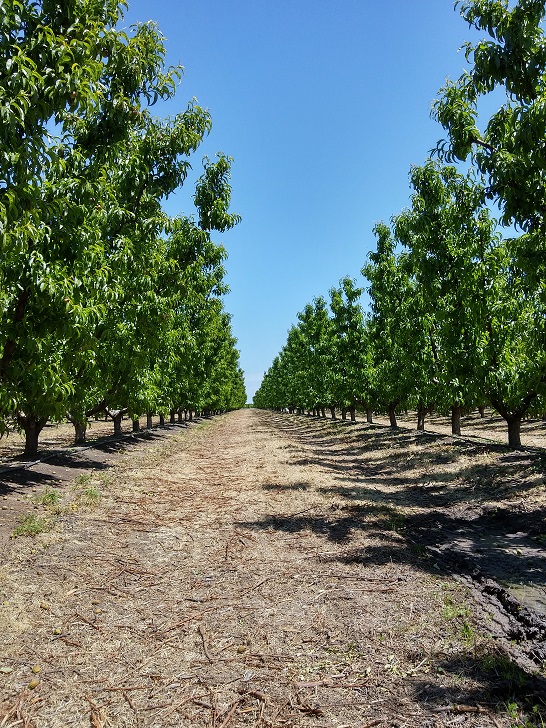 ladang