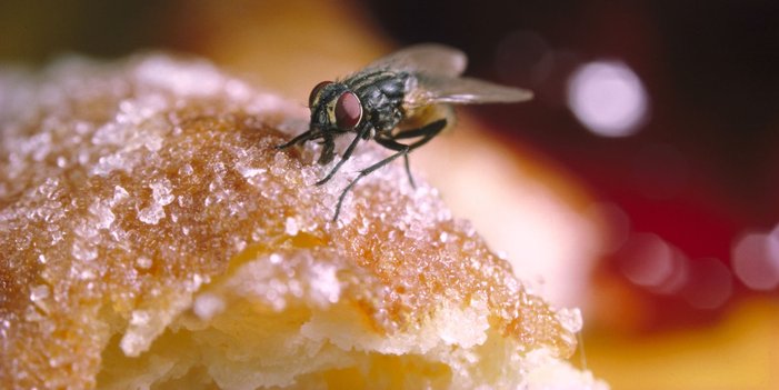 lalat hinggap pada makanan