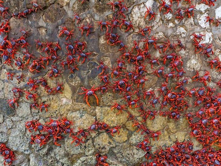 lambakan ketam merah